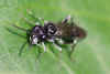 Macrophya ribis  Family Common sawflies (Tenthredinidae).