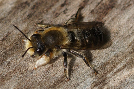 Willoughby's Leafcutter Bee (Megachile willughbiella).Subfamily leafcutter bees(Megachilinae). male Family Megachilidae. 