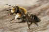 Willoughby's Leafcutter Bee (Megachile willughbiella).male Subfamily leafcutter bees(Megachilinae). Family Megachilidae. 