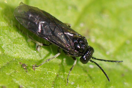 Subfamily Blennocampinae.Family Common sawflies (Tenthredinidae).