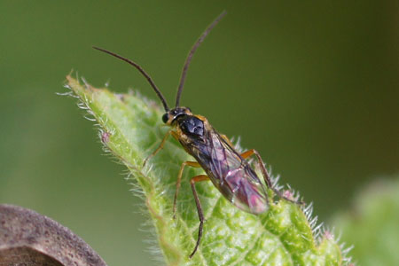 Subfamily Nematinae Family Common sawflies (Tenthredinidae).