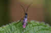 Subfamily Nematinae Family Common sawflies (Tenthredinidae).