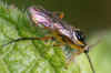 Subfamily Nematinae Family Common sawflies (Tenthredinidae).