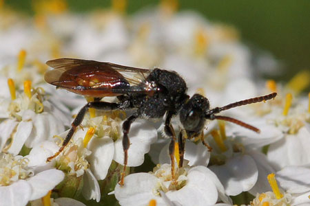 Nomada fabriciana. Subfamily Nomadinae. Family Apidae.