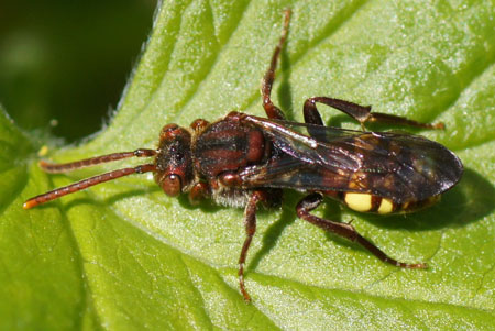 Nomada panzeri. Subfamily Nomadinae. Family Apidae.