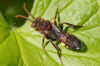 Nomada panzeri. Subfamily Nomadinae. Family Apidae.