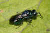 Omalus aeneus Family Chrysididae. I am not quite sure!