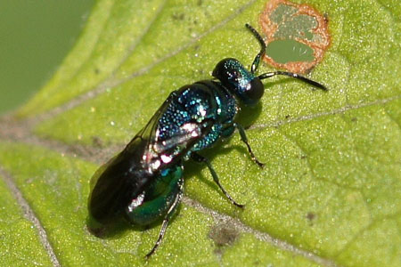 Omalus aeneus Family Chrysididae. I am not quite sure!