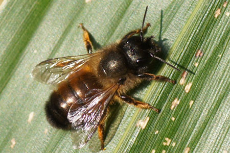 Red mason bee (Osmia rufa = Osmia bicornis). femaleGenus Osima. Subfamily leafcutter bees(Megachilinae). Family Megachilidae. 