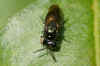 Pseudomalus auratus. Family Chrysididae.