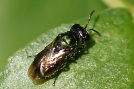 Pseudomalus auratus. Family Chrysididae.