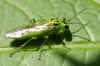 Rhogogaster spec.  Perhaps a green sawfly (Rhogogaster viridis). Family Common sawflies (Tenthredinidae).