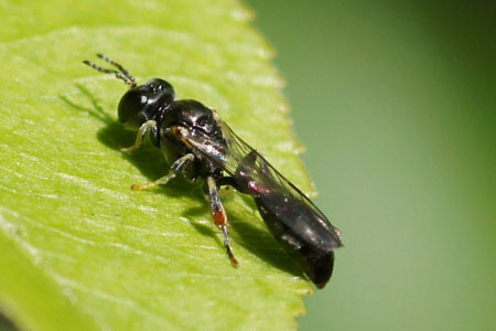 Rhopalum coarctatum. Family: Crabronidae.