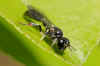 Rhopalum coarctatum. Family: Crabronidae.