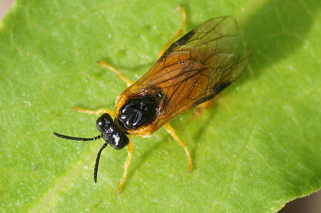 Selandria serva.  Family Common sawflies (Tenthredinidae).