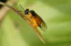 Selandria serva.  Family Common sawflies (Tenthredinidae).