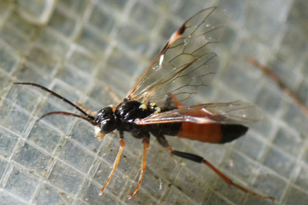 Tenthredopsis scutellaris.  Family Common sawflies (Tenthredinidae). Female.