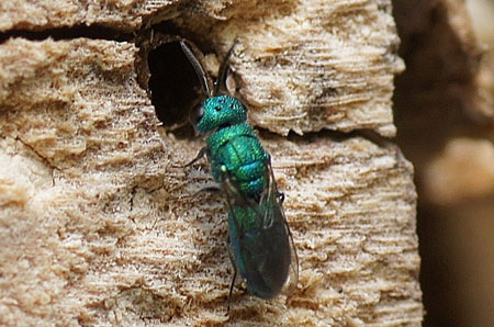 Trichrysis cyanea. Familie goudwespachtigen (Chrysididae).