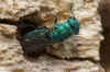 Trichrysis cyanea. Family Chrysididae.