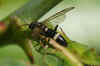 Curled Rose Sawfly (Allantus cinctus) Family Common sawflies (Tenthredinidae).