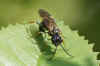 Curled Rose Sawfly (Allantus cinctus) Family Common sawflies (Tenthredinidae).