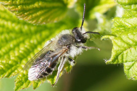 Bearded miner bee (Andrena barbilabris). Male. Family Mining Bees (Andrenidae).