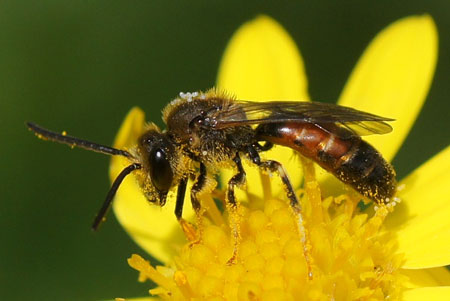 Lasioglossum calceatum or Lasioglossum albipes. Family Halictidae. male