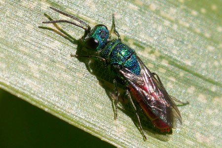 Ruby-tailed wasp, jewel wasp, cuckoo wasp. Family Chrysididae. Maybe Chrysis ignita.