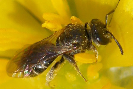 Lasioglossum sexstrigatum or Lasioglossum sabulosum. Family Halictidae. female