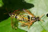 Figwort Sawfly (Tenthredo scrophulariae)  Family Common sawflies (Tenthredinidae).