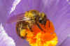 Honingbij (Apis mellifera, Apis mellifica). Familie bijen (Apidae).