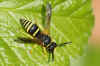 Ancistrocerus spec. Subfamily Potter wasps, mason wasps (Eumeninae). Family Social Wasps (Vespidae).