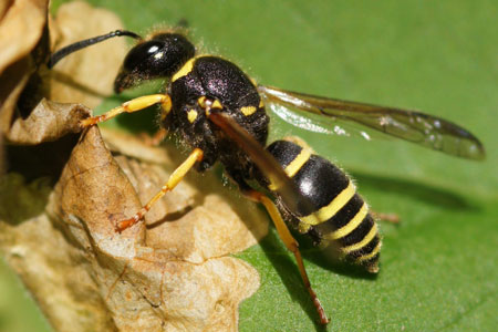 Ancistrocerus spec. Subfamily Potter wasps, mason wasps (Eumeninae). Family Social Wasps (Vespidae).