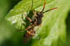 Nomada ruficornis. Subfamily Nomadinae. Family Apidae.