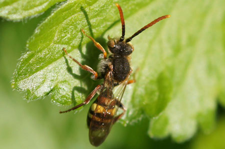 Nomada ruficornis. Subfamily Nomadinae. Family Apidae.