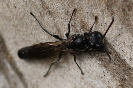 Trypoxylon figulus.Family: Crabronidae.