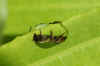 Megachile Leaf-cutter bee (Megachile centuncularis). Subfamily leafcutter bees(Megachilinae). female Family Megachilidae. 