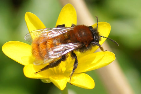 Tawny Mining Bee (Andrena fulva). Family Mining Bees (Andrenidae).  Female