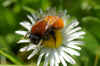 Tawny Mining Bee (Andrena fulva). Family Mining Bees (Andrenidae).  Female