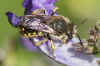 European wool carder bee (Anthidium manicatum). Subfamily leafcutter bees(Megachilinae). Family Megachilidae.