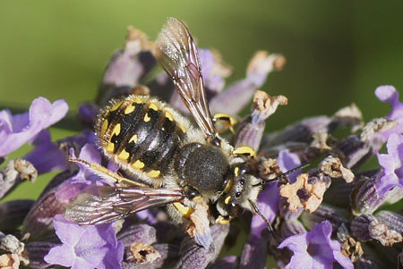 European wool carder bee (Anthidium manicatum). Subfamily leafcutter bees(Megachilinae). Family Megachilidae.