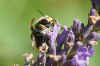 European wool carder bee (Anthidium manicatum). Subfamily leafcutter bees(Megachilinae). Family Megachilidae.