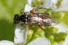 Aglaostigma aucupariae. Family Common sawflies (Tenthredinidae).  