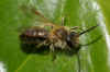 Early Mining Bee (Andrena haemorrhoa). Family Mining Bees (Andrenidae). Male.