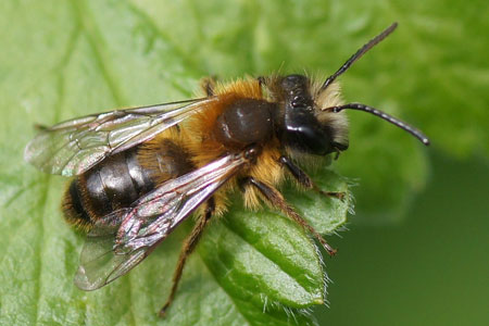 Andrena helvola group. Family Mining Bees (Andrenidae).