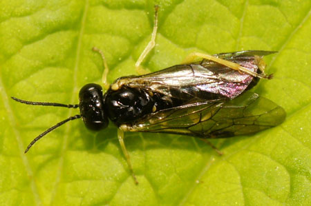 Aneugmenus spec. Subfamily Selandriinae. Family Common sawflies (Tenthredinidae).