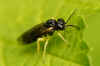 Aneugmenus spec. Subfamily Selandriinae. Family Common sawflies (Tenthredinidae).