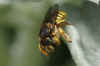 European wool carder bee (Anthidium manicatum).Female. Subfamily leafcutter bees (Megachilinae). Family Megachilidae. 