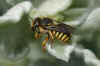 Grote Wolbij (Anthidium manicatum). Vrouw. Onderfamiliebehangersbijen(Megachilinae). Familie Megachilidae. Ezelsoor (Stachys byzantina).Lipbloemenfamilie (Labiatae of Lamiaceae).