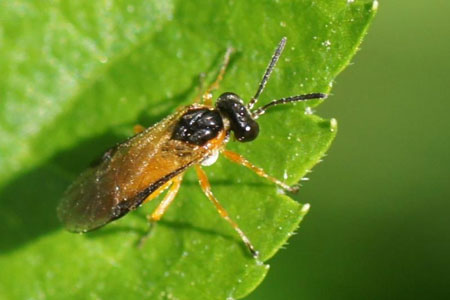 Athalia circularis or Athalia longifoliae. Subfamily Allantinae. Family Common sawflies (Tenthredinidae).